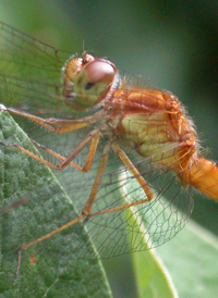 Yellow-legged Meadowhawk